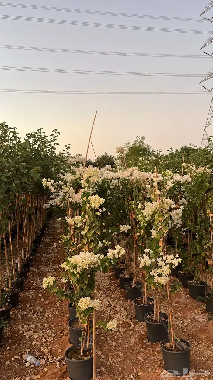 جهنمية اشجار زينه وشوكيه 6