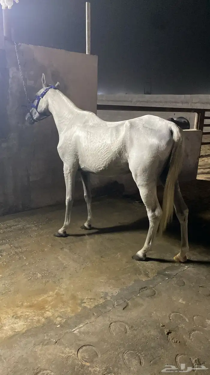 فرس لقاح ثقيل 0