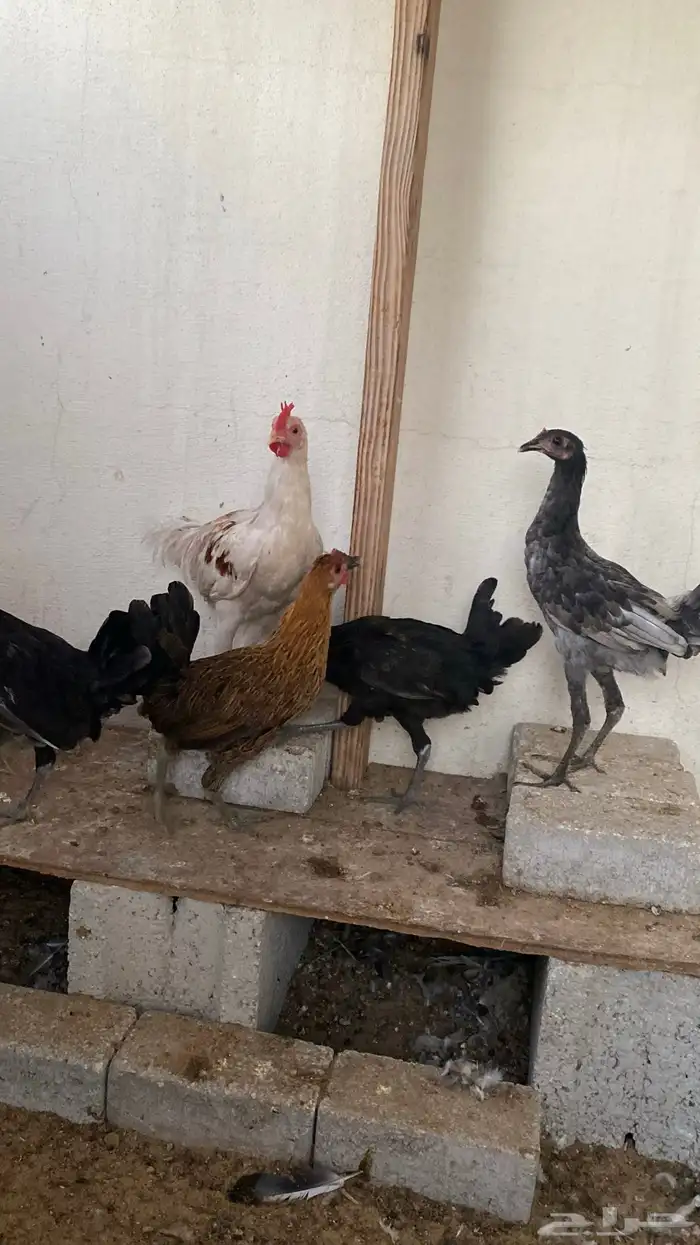 دجاج وديك للبيع 5
