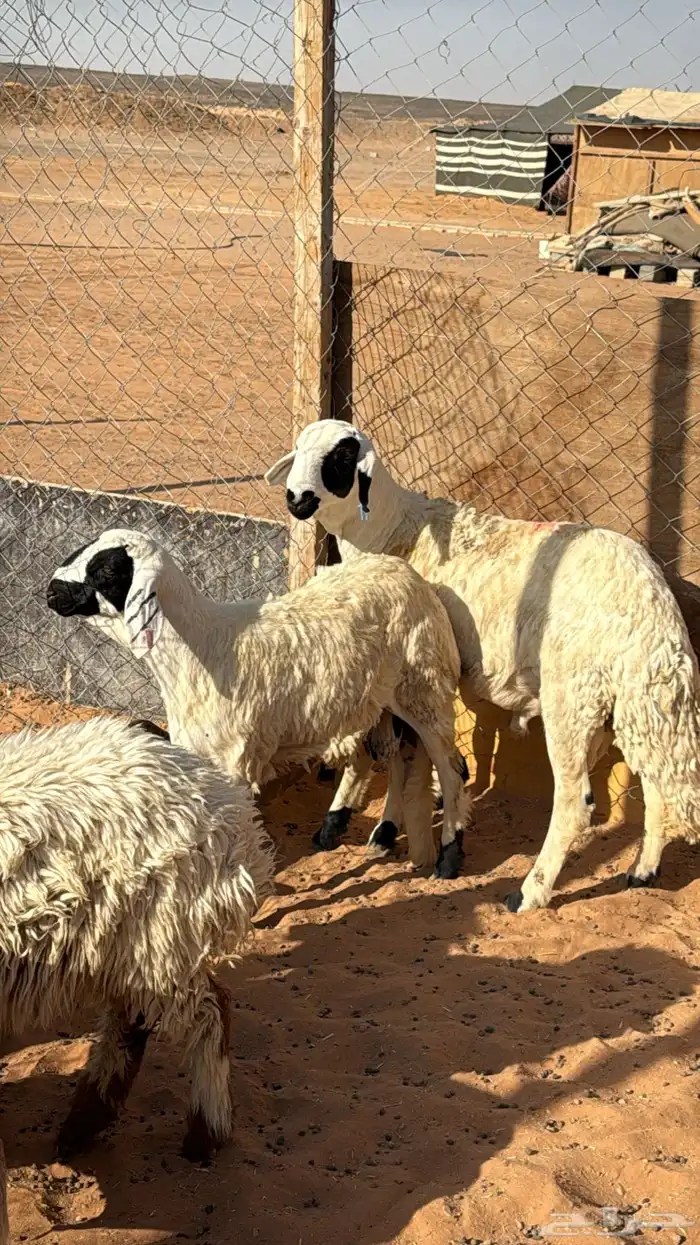 ذبايح ابو سعود مشروطة من كل شي 4