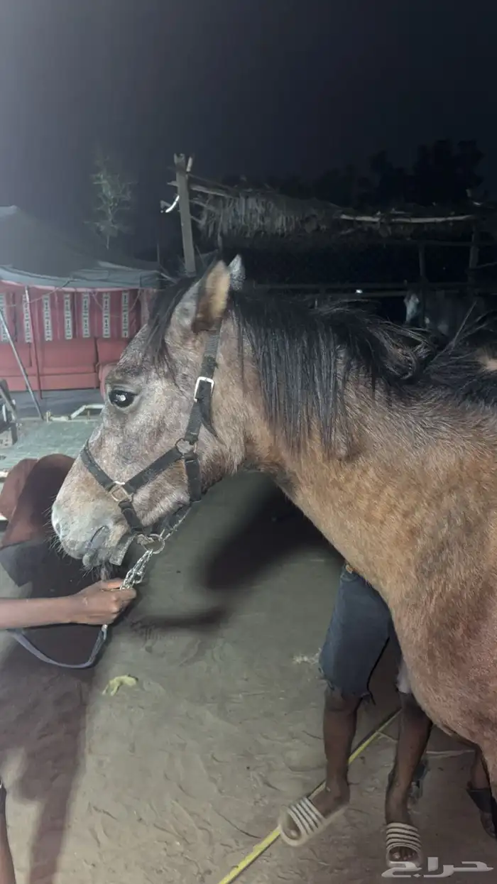 بوني سليم شرط العمر 3 سنوات هادي 5