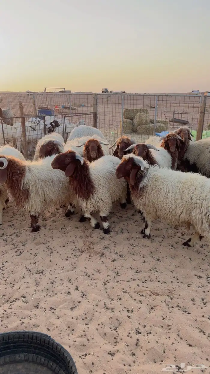 ذبائح نعيم حري هجين نجد ساكني تابي وتمارا( بريدة) 0