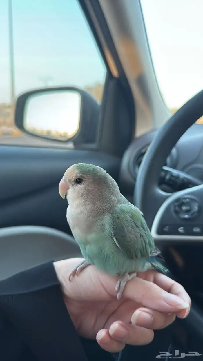 روز هدد خارجي انثى 4