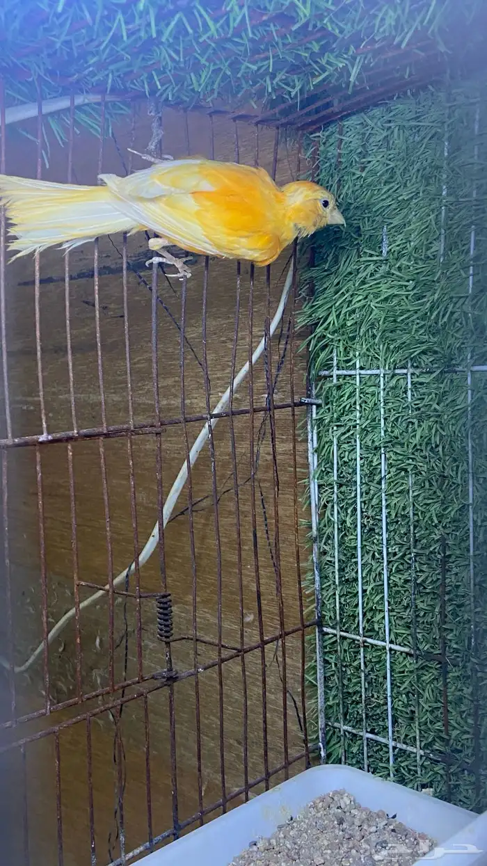 ذكر كناري سوري بيور 1