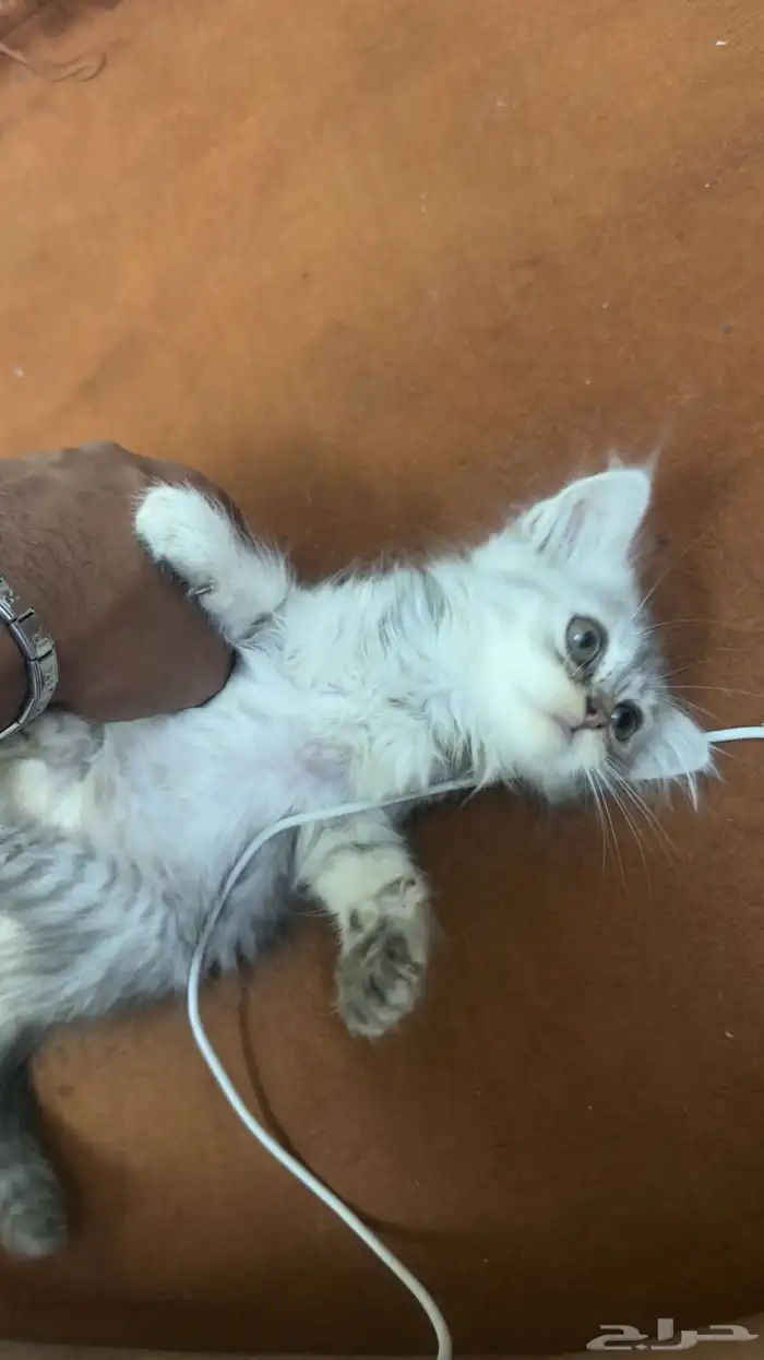 قط شيرازي للبيع 2