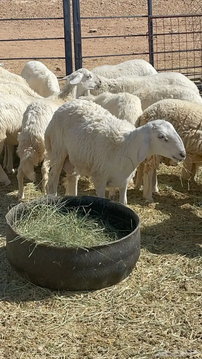 طليان ذبايح حريات 1