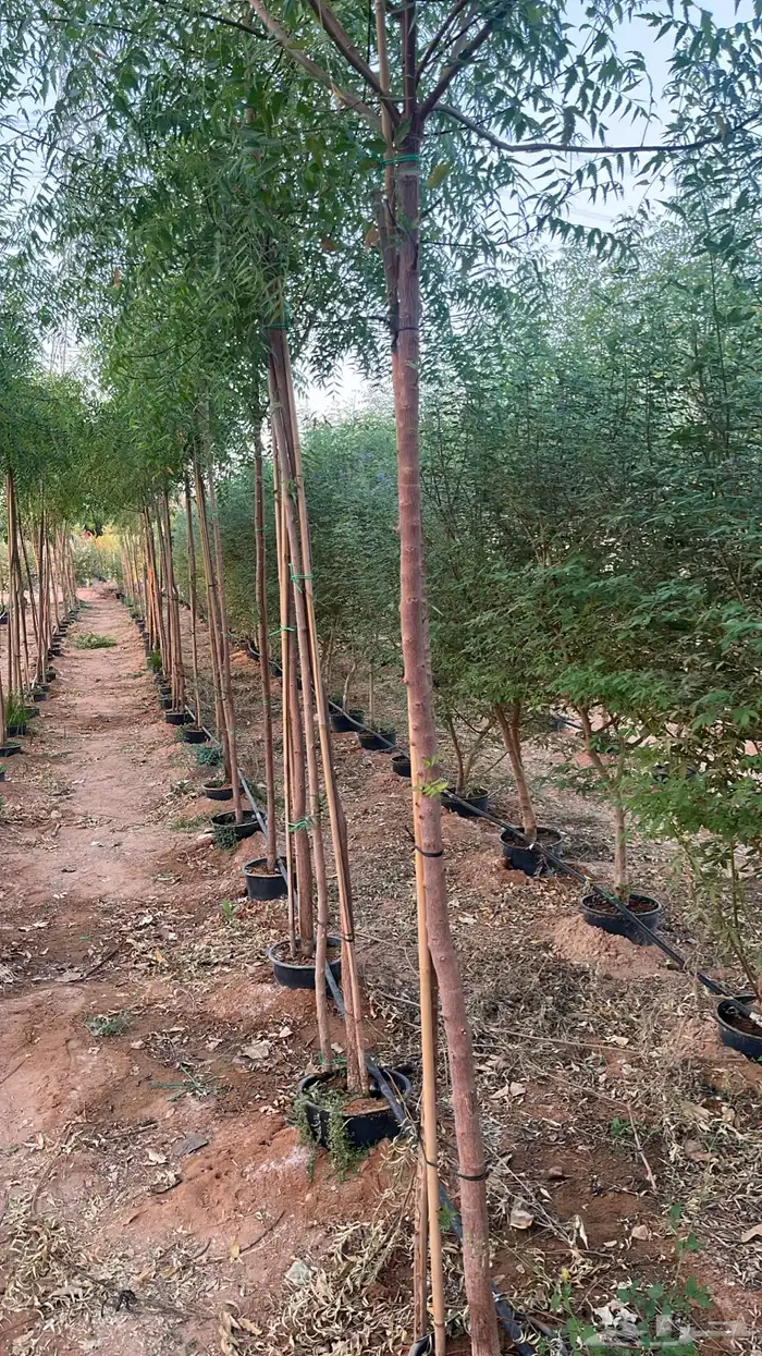 جهنمية اشجار زينه وشوكيه 9