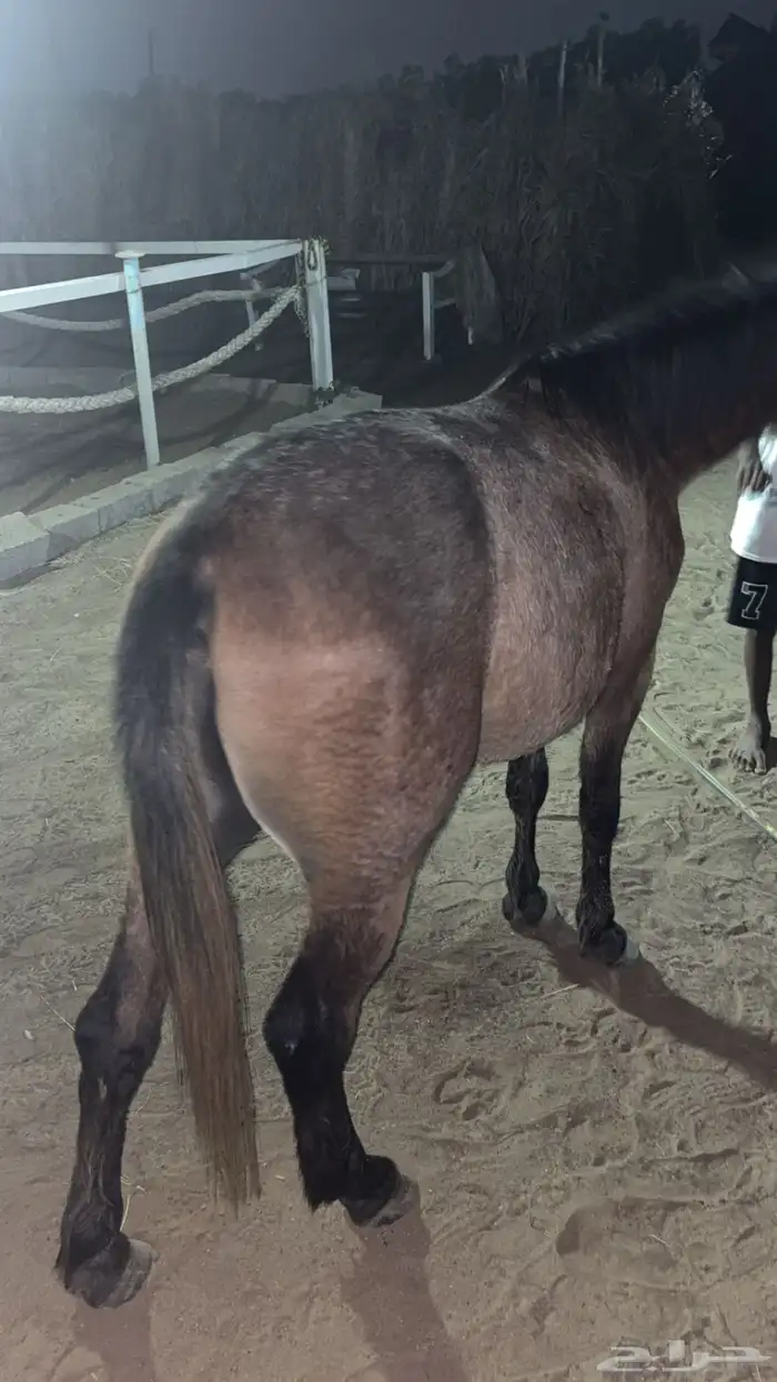 بوني سليم شرط العمر 3 سنوات هادي 4