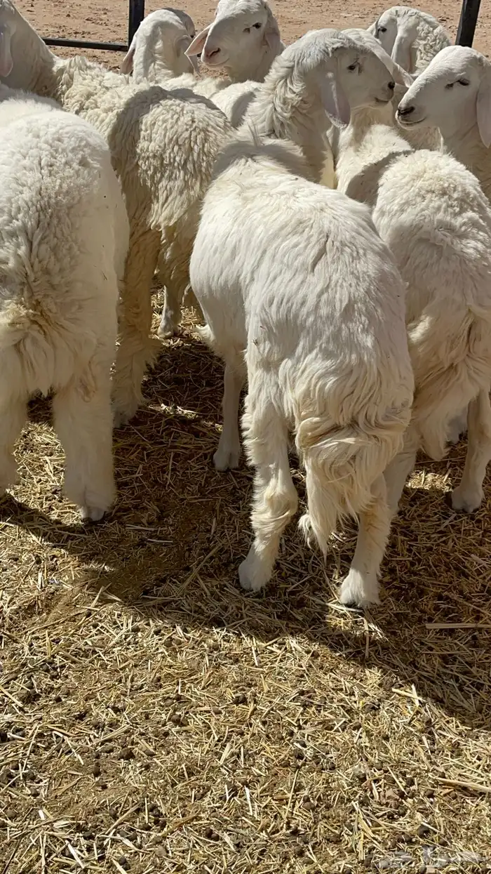 طليان ذبايح حريات 17