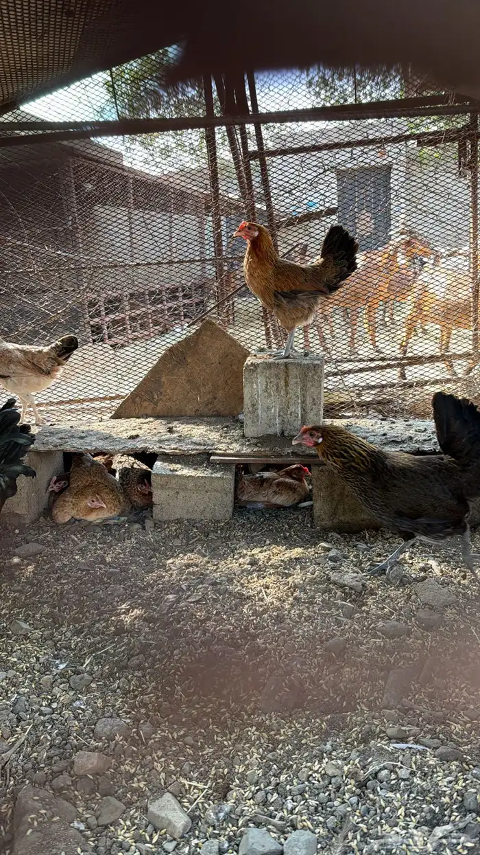 دجاج بلدي حضان 1