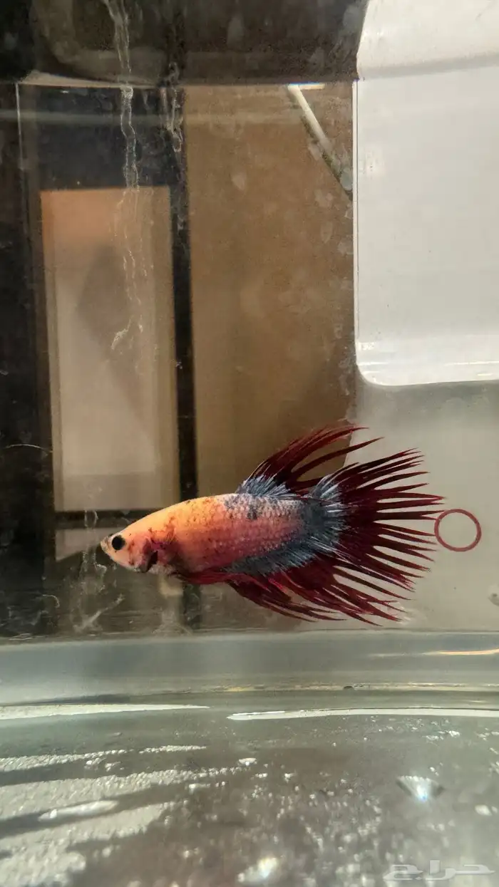 للبيع سمك فايتر مستويات 3