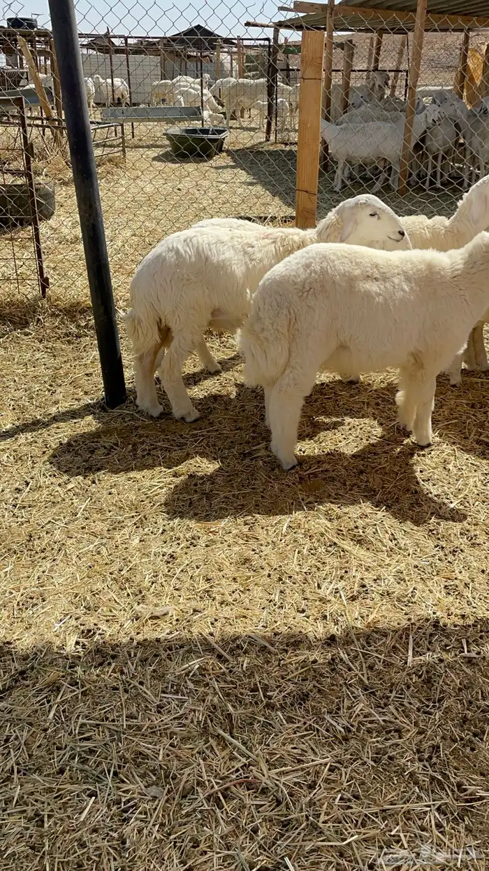 طليان ذبايح حريات 19