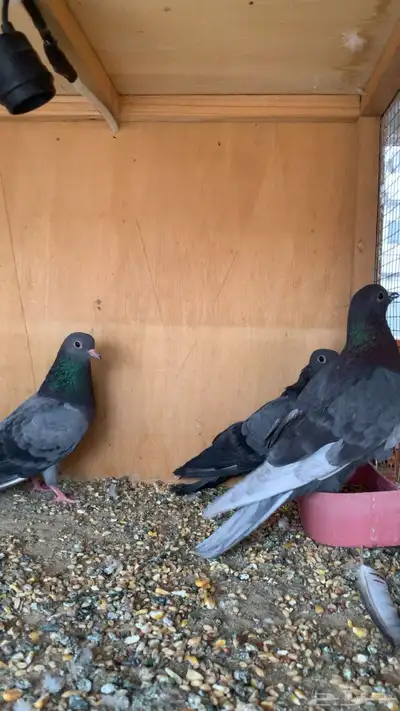 طيور حمام صنعاني أصوات و احجام index