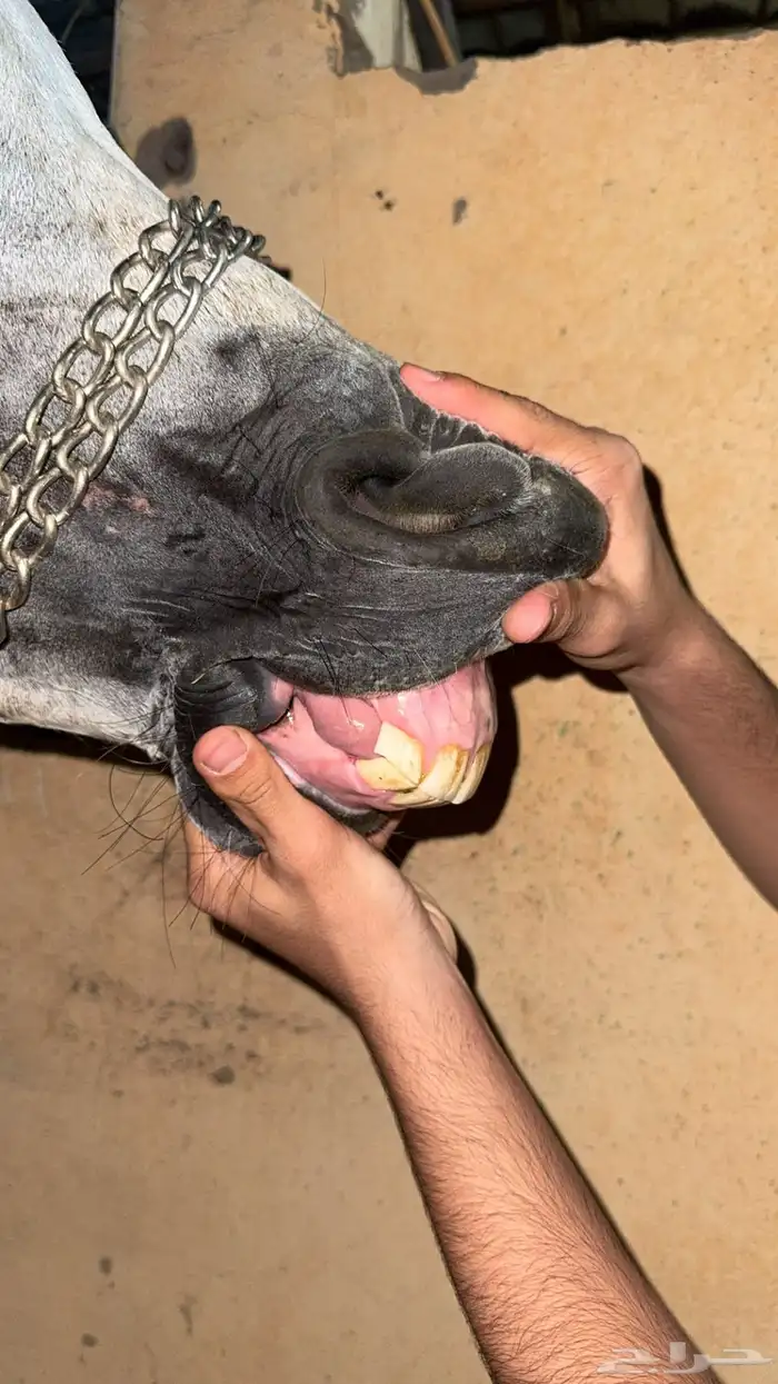 فرس واهو للبيع 2