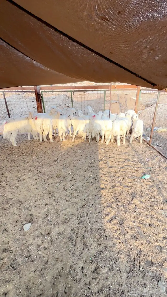 طليان حريات وسط ثلاجه ومناسبات -الحمدانيه 3