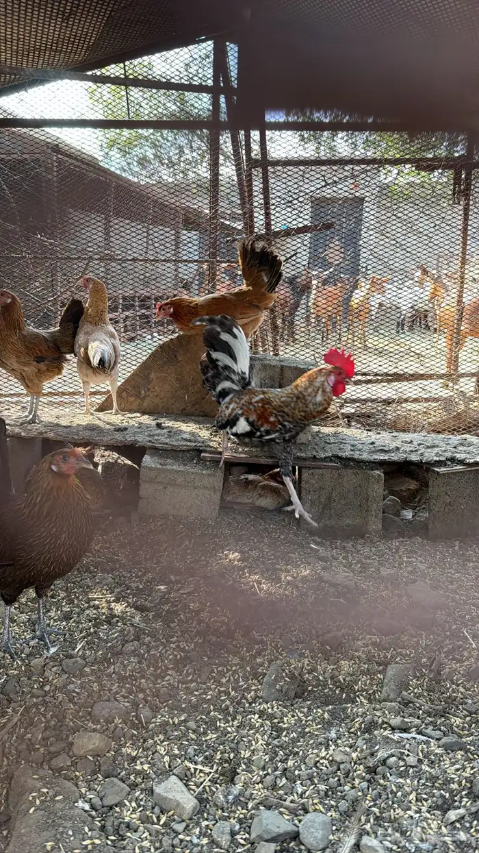 دجاج بلدي حضان 0