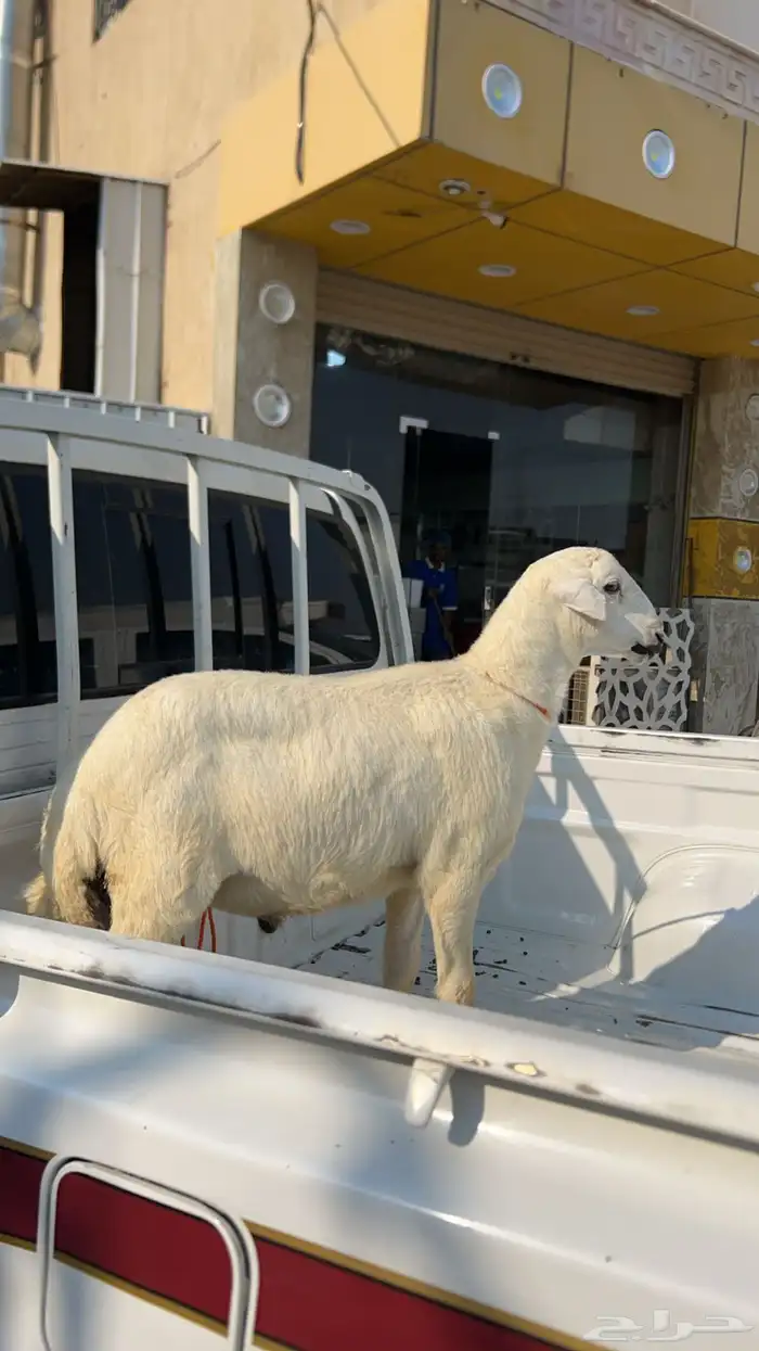 محايل عسير 1