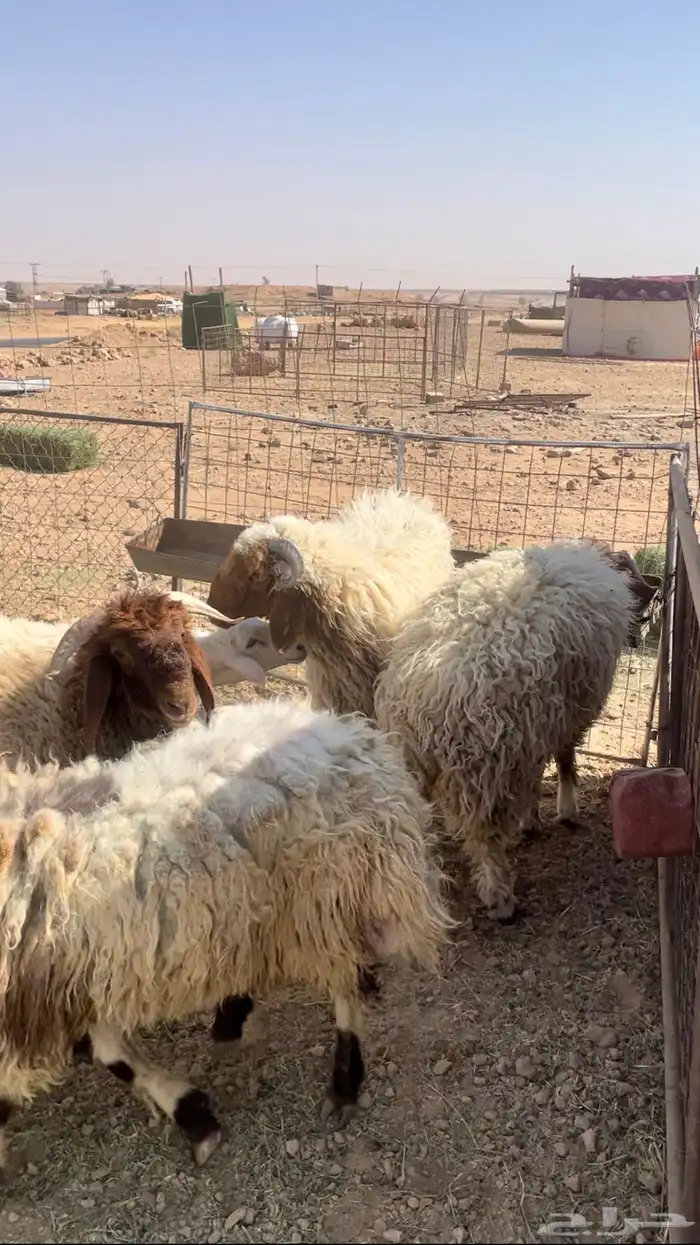 للبيع خرفان نعيم جبر العدد4 0