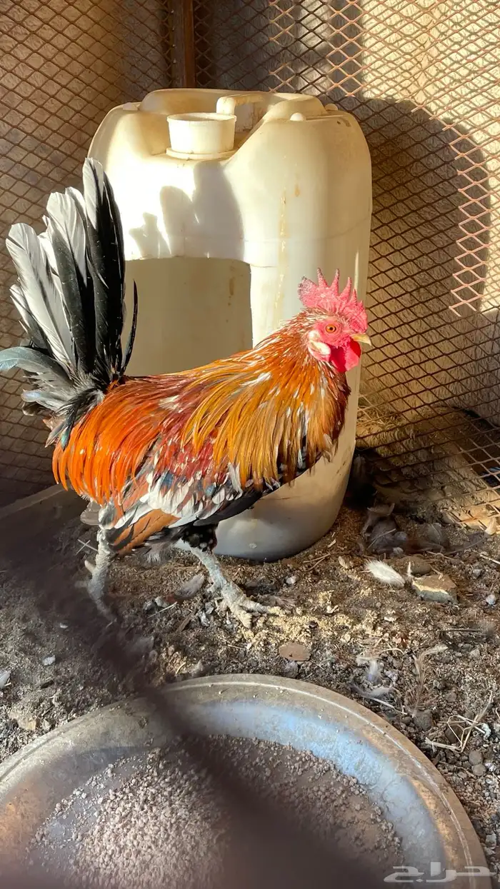 ديك و دجاجه مفرخه عربي ماكنتوش 4