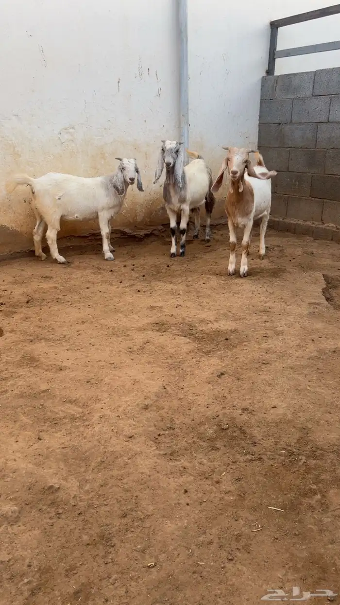 جفار ضرايب منوة للقاني 4