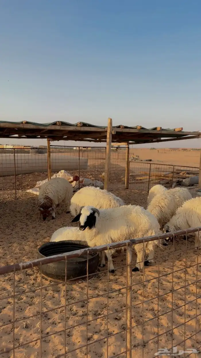 ذبائح نعيم حري هجين نجد ساكني تابي وتمارا( بريدة) 2