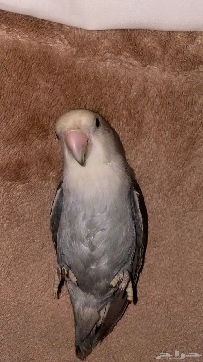 ببغاء روز اعمارهم 3-4 شهور 6