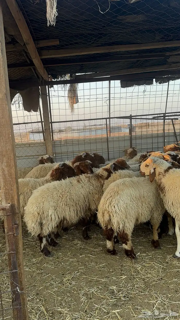 خرفان نعيم 3