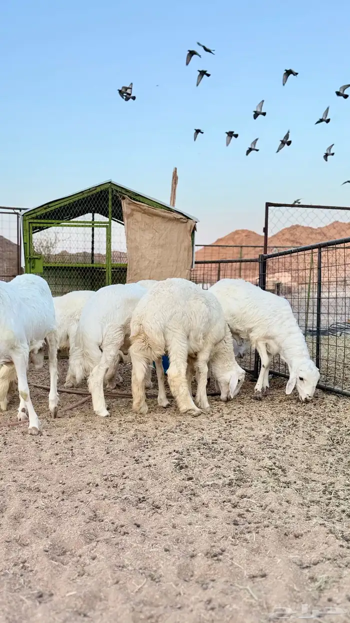 ذبائح مع خدمة السلخ والتوصيل 17