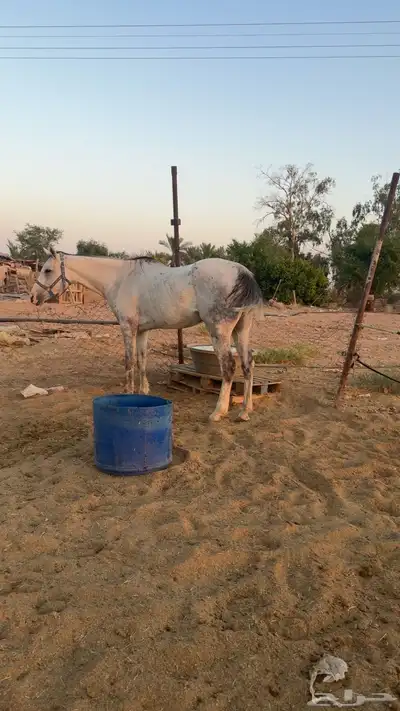 فرس زرقاء للبيع index