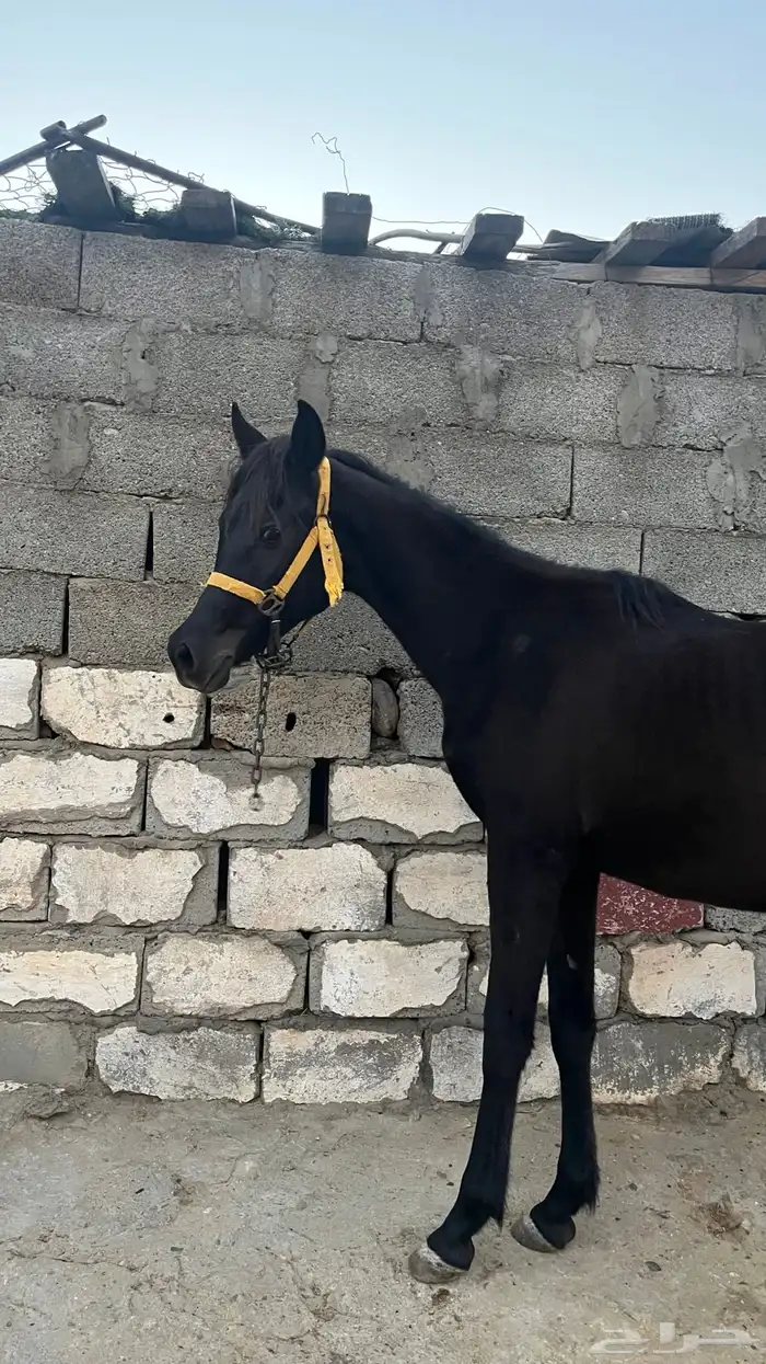 مهر ادهم بطل. 3