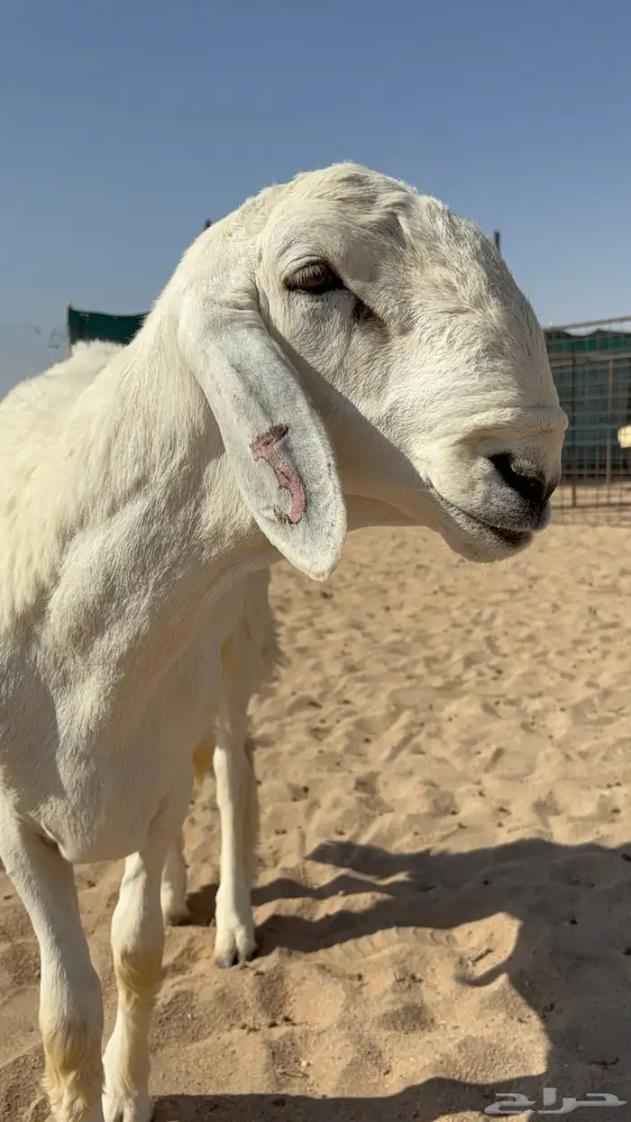 مشاريع فحول فاخره طليان من مراح كفو 3