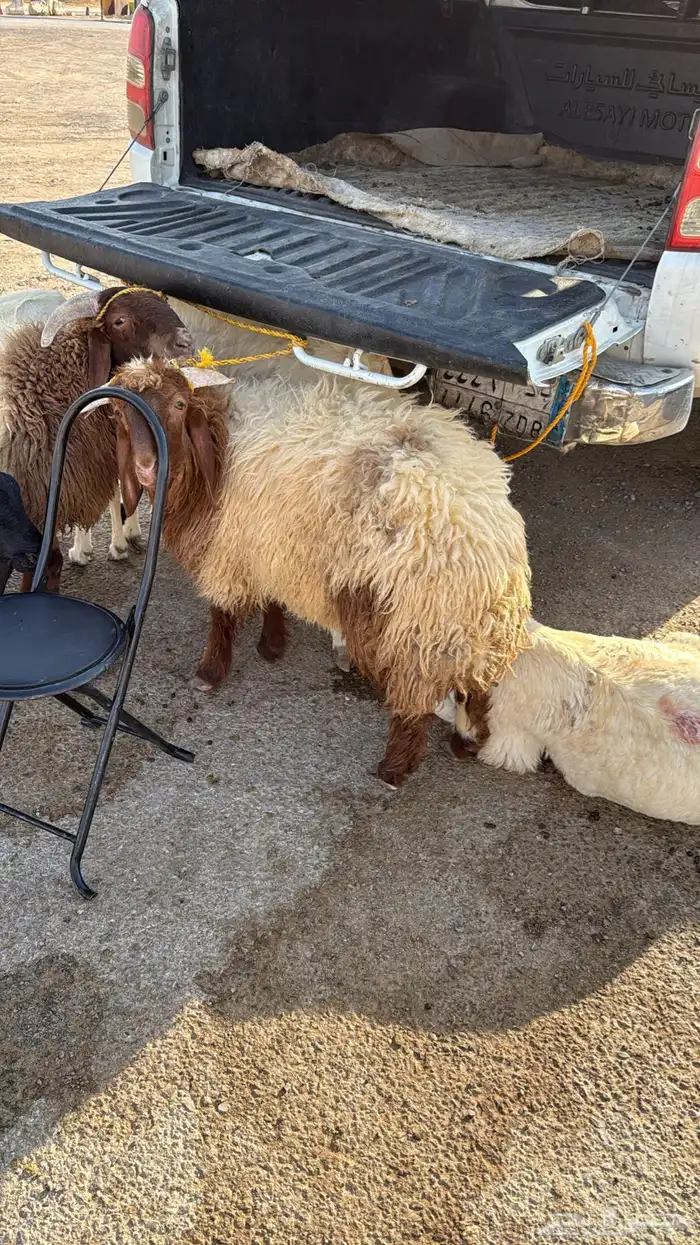 ذبايح ابو سعود مشروطة من كل شي 2