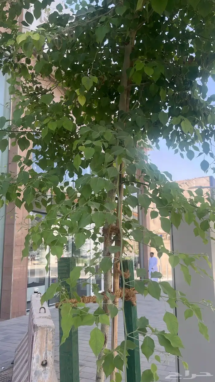 جهنمية اشجار زينه وشوكيه 13