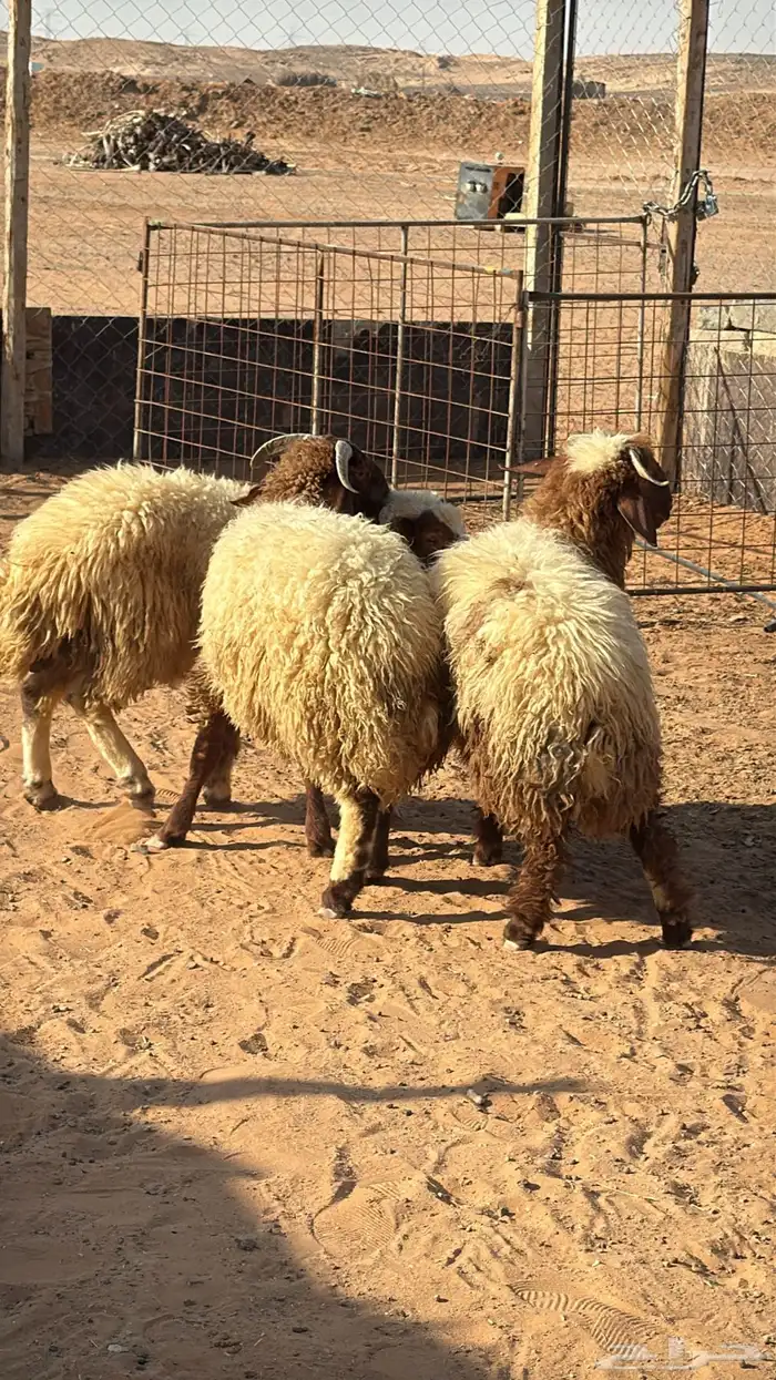 ذبايح ابو سعود مشروطة من كل شي 9