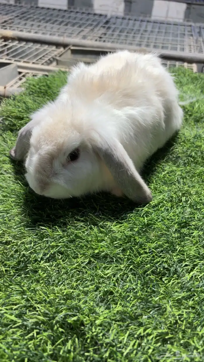 ارانب هولندلوب 0