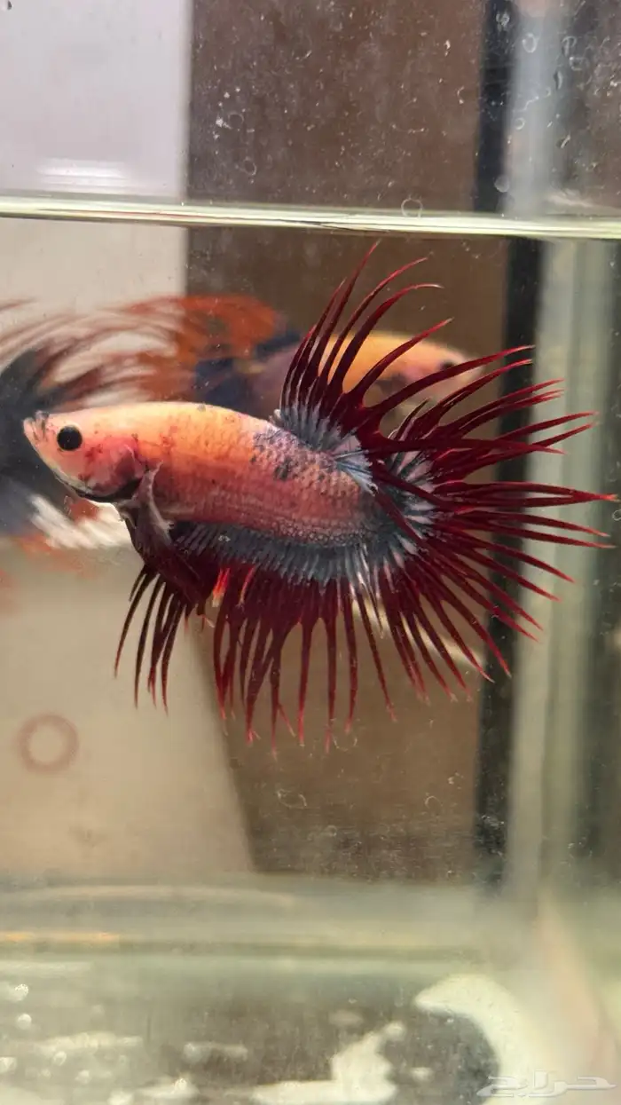 للبيع سمك فايتر مستويات 1