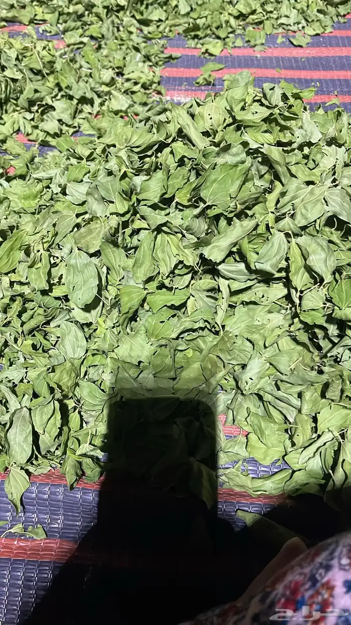 السدر البلدي انا بنفسي اقصه وجففه واطحنه شي ذمه ومانه 5