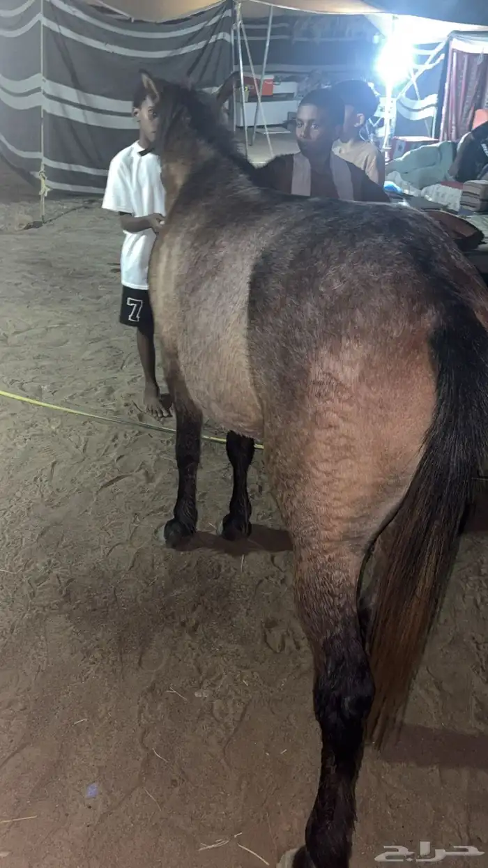 بوني سليم شرط العمر 3 سنوات هادي 3