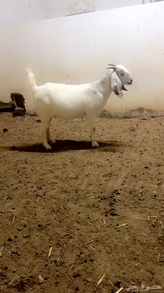 جفار ضرايب منوة للقاني 6