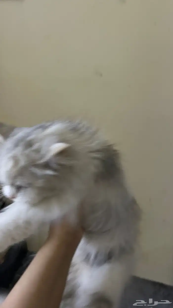 قطه ضايعه او هاربه او رامينها 4