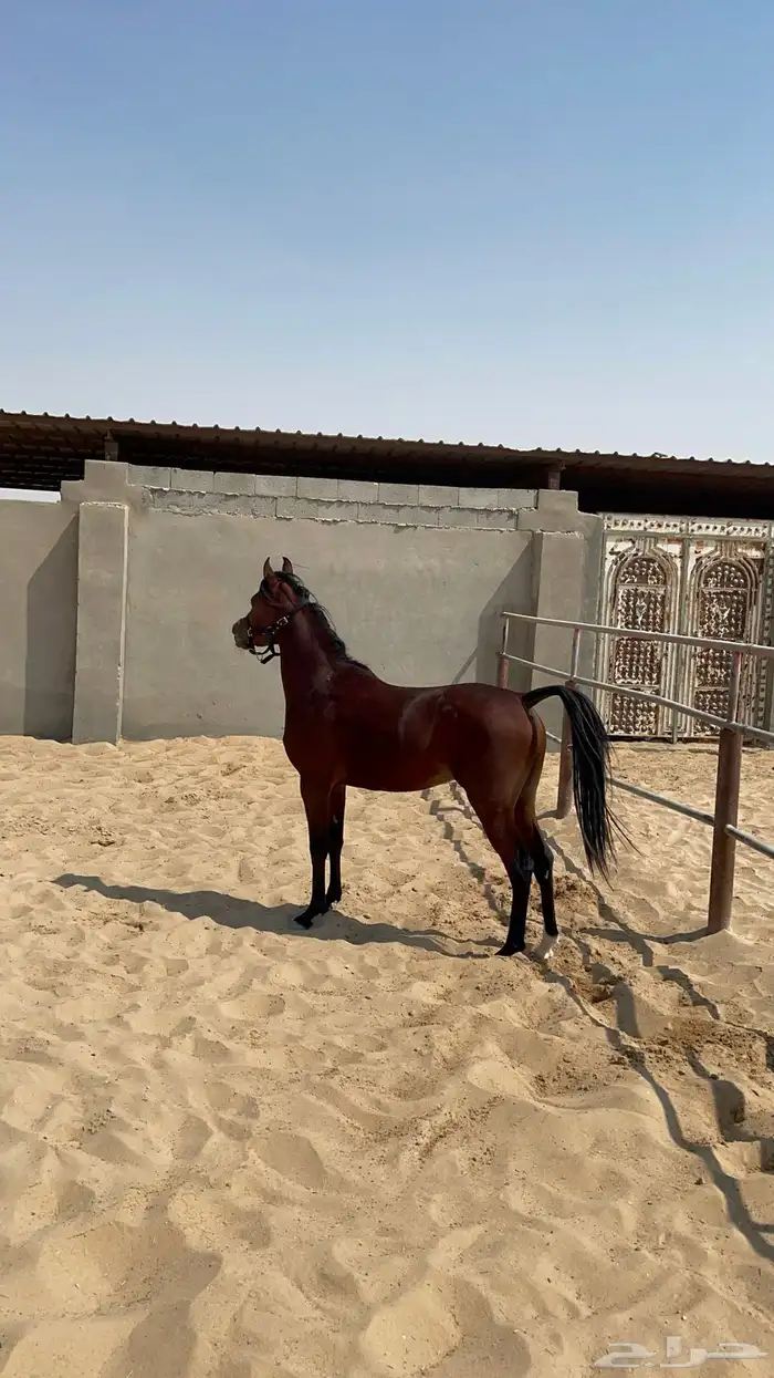 حصان واهو كوميت  منوة الجاني 0