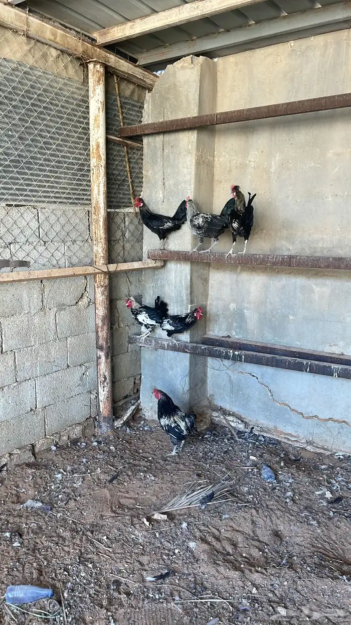 ديوك العدد 6 العمر تقريبن 5 او 6 شهور البيع سمح 1