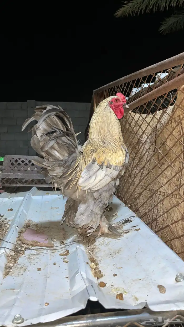 ديك براهما 1