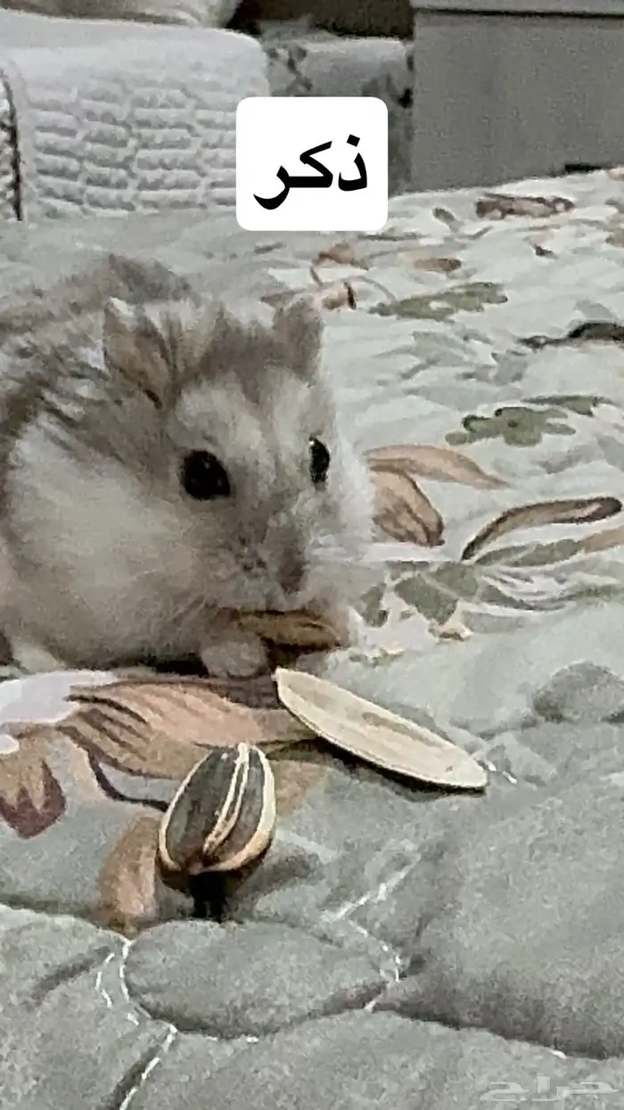 هامستر ونتر وايت النادر للبيع 0