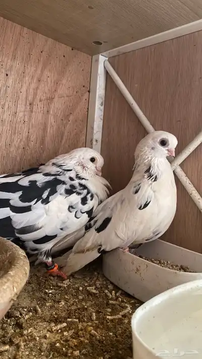 جوز قطايف قنادي النوادر index