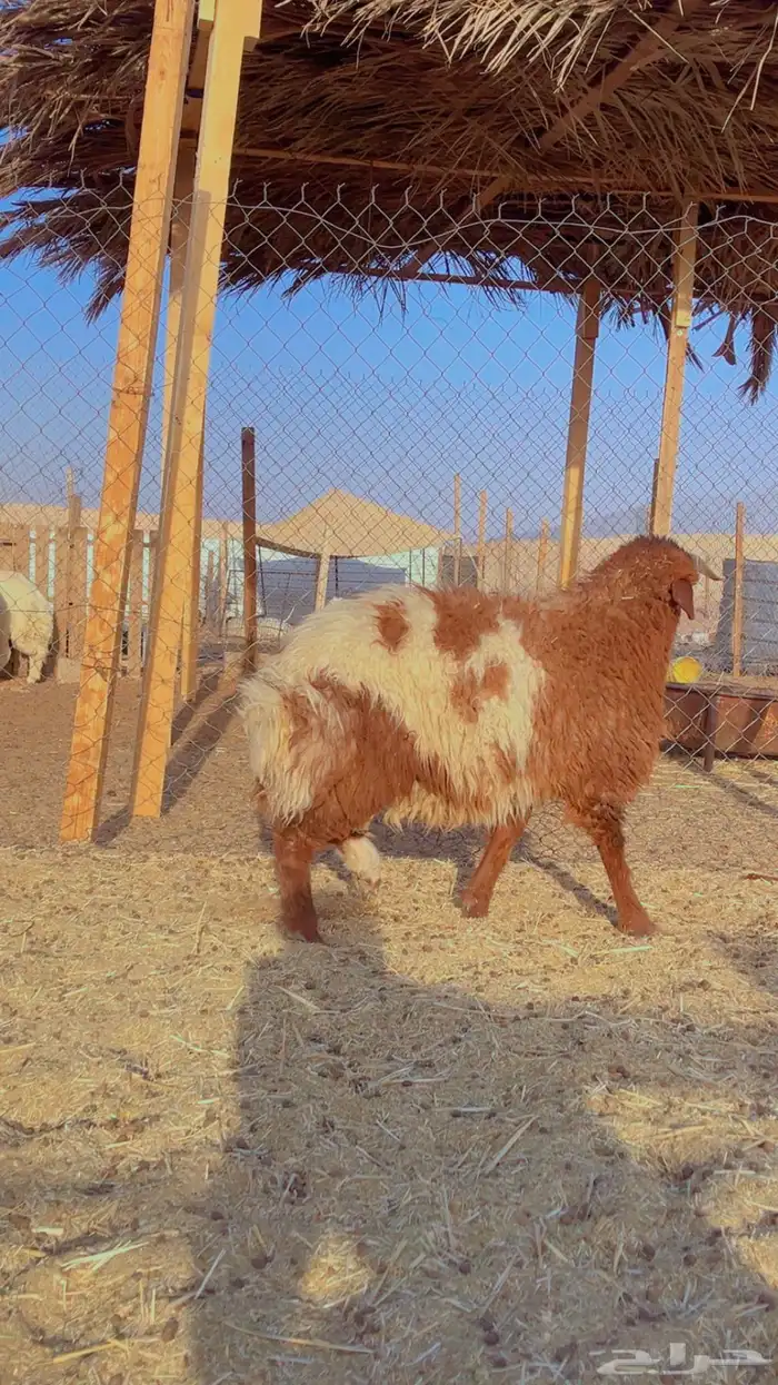 نعيم سواكن برابر فل شحم 0