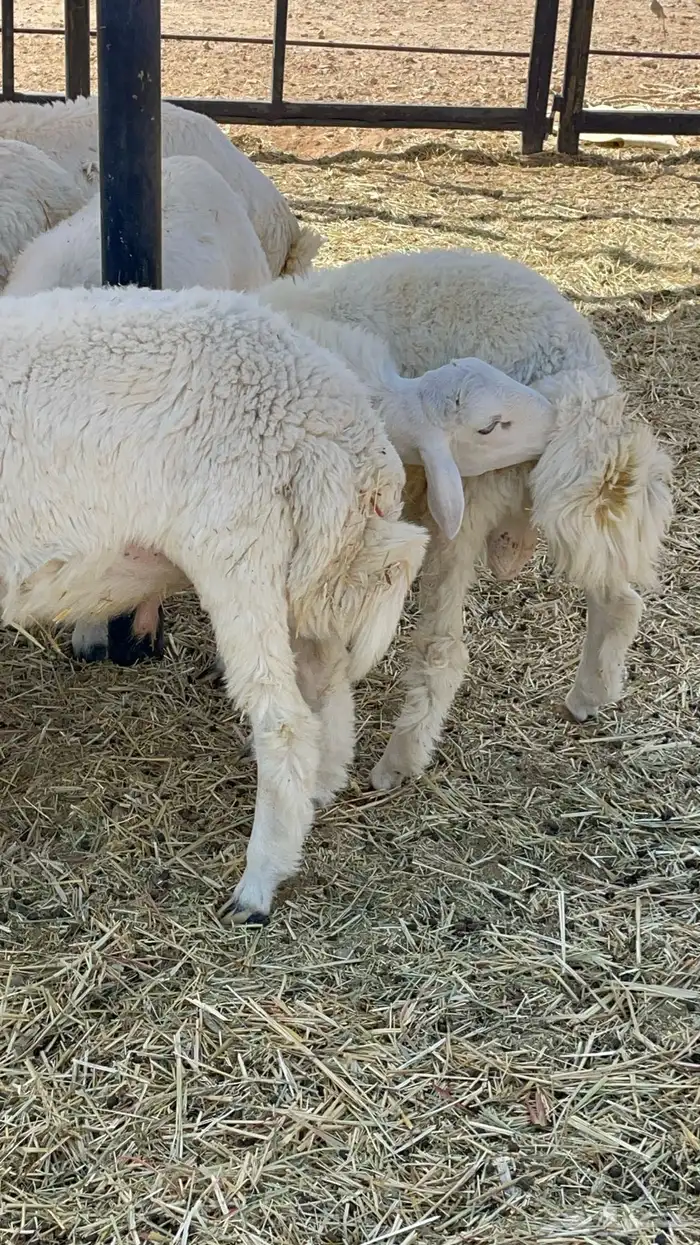 طليان ذبايح حريات 20