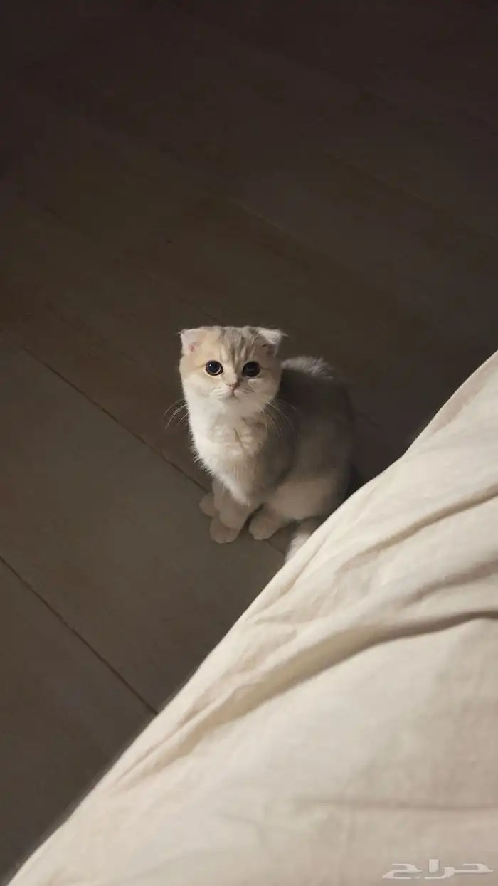 قط سكوتش فولد انثى 0