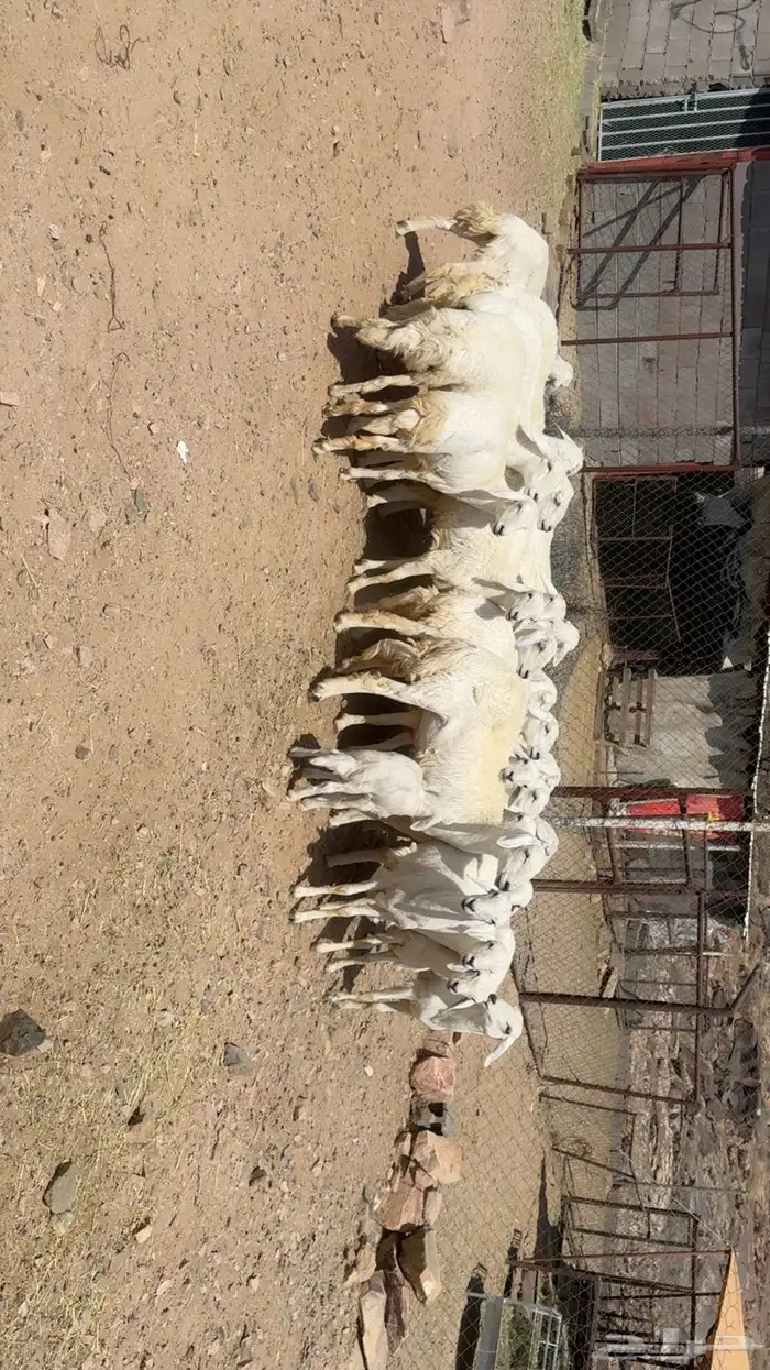 رخال الي يبغى يسس مراح 3