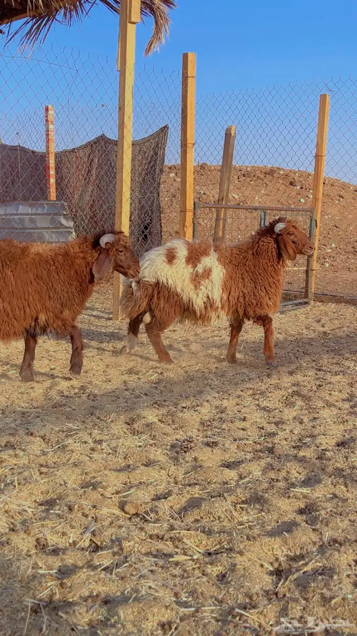 نعيم سواكن برابر فل شحم 1